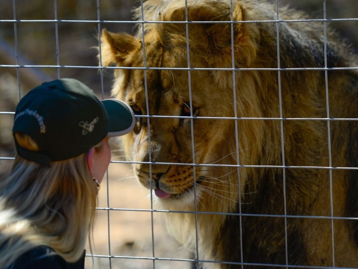 Muž v čilskej zoo vbehol nahý do výbehu s levmi, zvieratá museli zastreliť