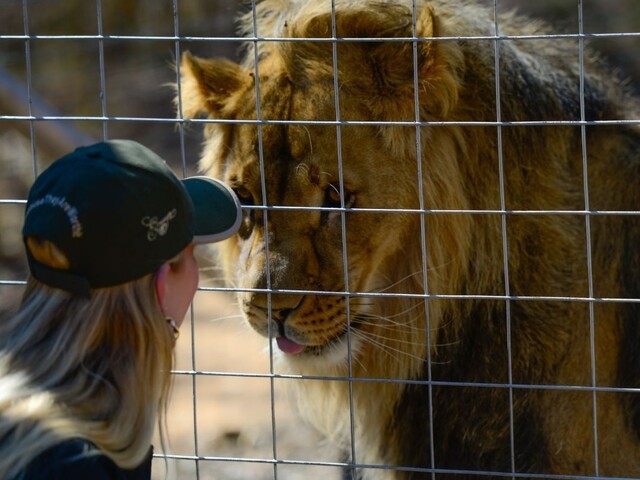 Muž v čilskej zoo vbehol nahý do výbehu s levmi, zvieratá museli zastreliť