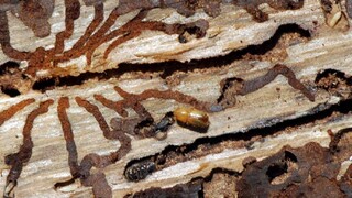 Lykožrútovú kauzu chce prokurátor uzavrieť ešte v máji