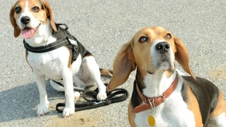 V Bernolákove niekto trávi psy, v bezpečí nie sú ani deti