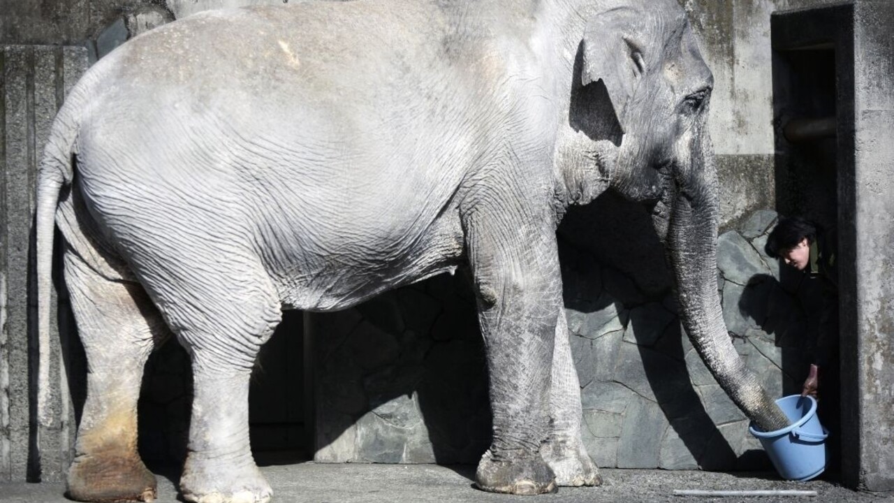 V Japonsku zomrela najstaršia slonica v krajine, v obľube ju mali celé generácie