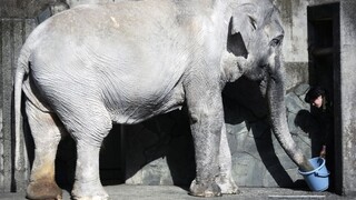 V Japonsku zomrela najstaršia slonica v krajine, v obľube ju mali celé generácie
