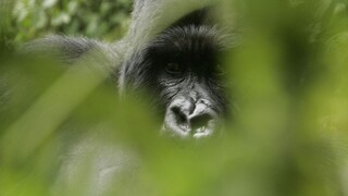V americkej zoo zastrelili vzácnu gorilu, do jej výbehu spadlo dieťa