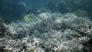 Veľká koralová bariéra vymiera, tretina je nenávratne poškodená
