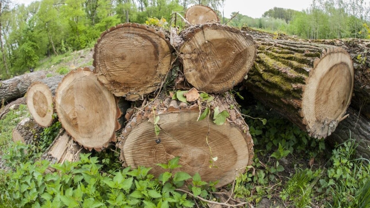 drevo stromy výrub les ilu 1140 px (TASR/Michal Svítok)