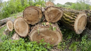 drevo stromy výrub les ilu 1140 px (TASR/Michal Svítok)