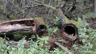 Tisícročný Bielovežský prales je v nebezpečenstve, už začali s výrubom