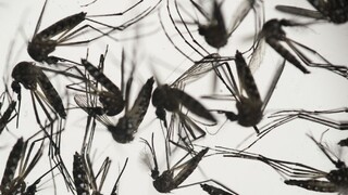 Lekári varujú paralympionikov pred vírusom Zika, tí ale strach nemajú