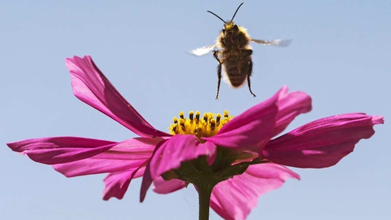 Buzitčania si život neosladia. Zlodej ukradol pol tony medu