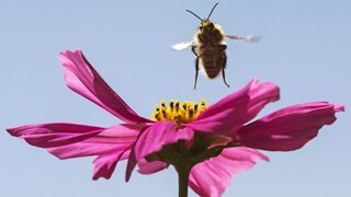 Buzitčania si život neosladia. Zlodej ukradol pol tony medu