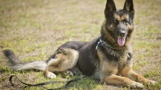 Poľovníci zastrelili psa počas venčenia, zákon vraj psičkárov nechráni