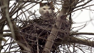 V prípade zastrelenej mačky priviazanej o krík nebude nikto potrestaný