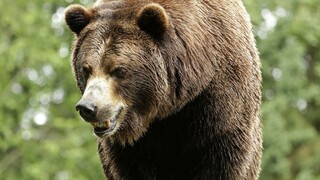 V Kláštore pod Znievom útočil medveď, žiadajú jeho odstrel