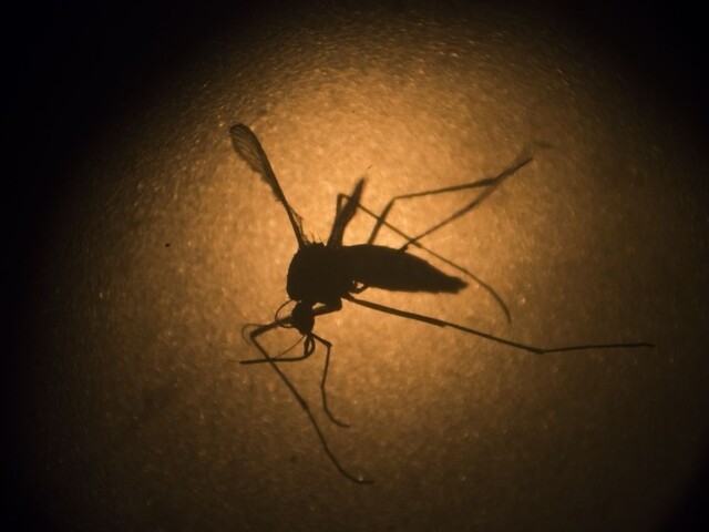 Českí vedci ako prví na svete poznajú látky proti vírusu zika