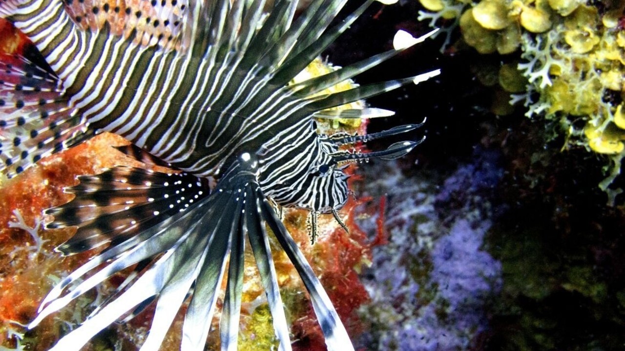 Pokiaľ svojich nepriateľov nedokážete poraziť, potom ich zjedzte