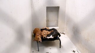 Majitelia psov sa musia mať na pozore, Montreal chce zakázať niektoré rasy