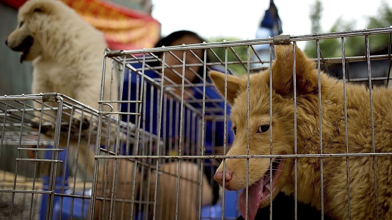 Blíži sa festival psieho mäsa, jeho zrušenie žiadajú milióny ľudí