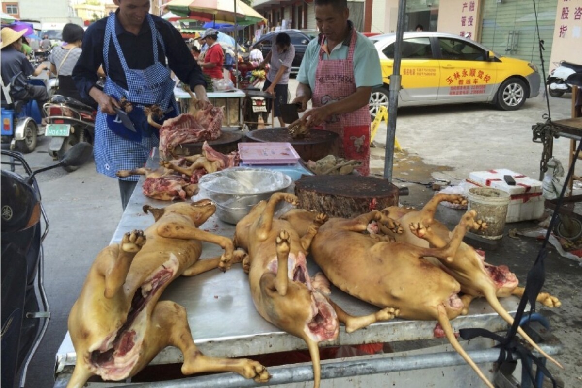 china-dog-eating-festival-f4279b4a5b684a72a7218cdedaf74fb6_c7cdf8e1.jpeg