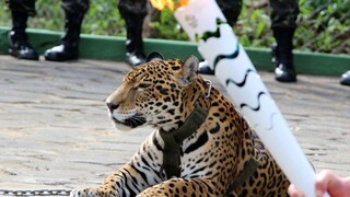 Maskotom olympijskej slávnosti v Brazílii bol jaguár. Museli ho zabiť