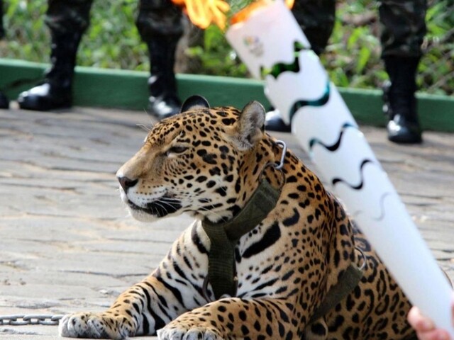 Maskotom olympijskej slávnosti v Brazílii bol jaguár. Museli ho zabiť