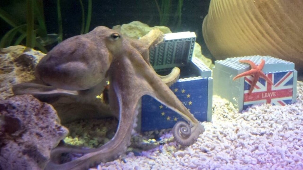 Chobotnica Otto má o referende jasno. Predpovedá Britom zotrvanie v EÚ