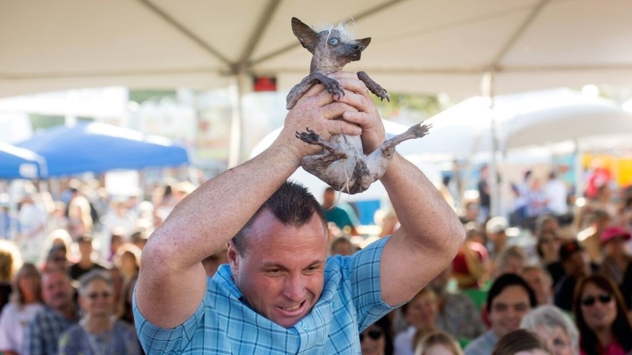 Korunovali najškaredšieho psíka sveta, je ním kríženec čivavy