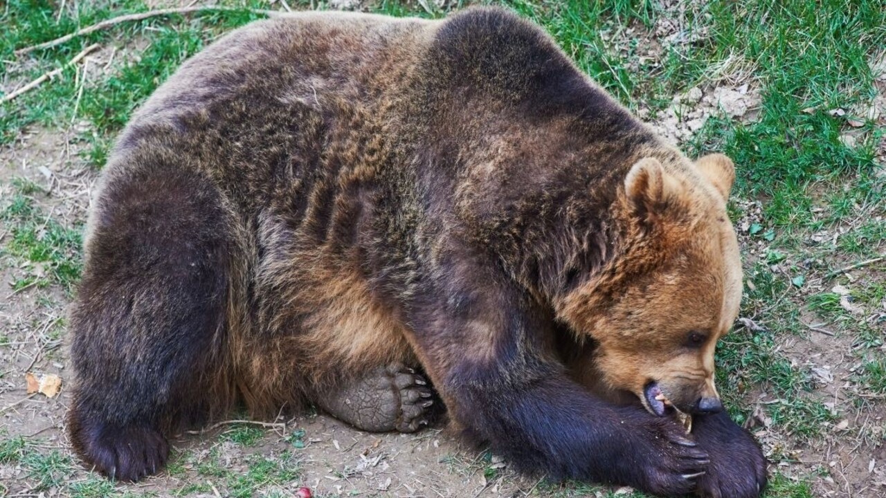 Medveď iu 1140 px (SITA/Jozef Jarošík)