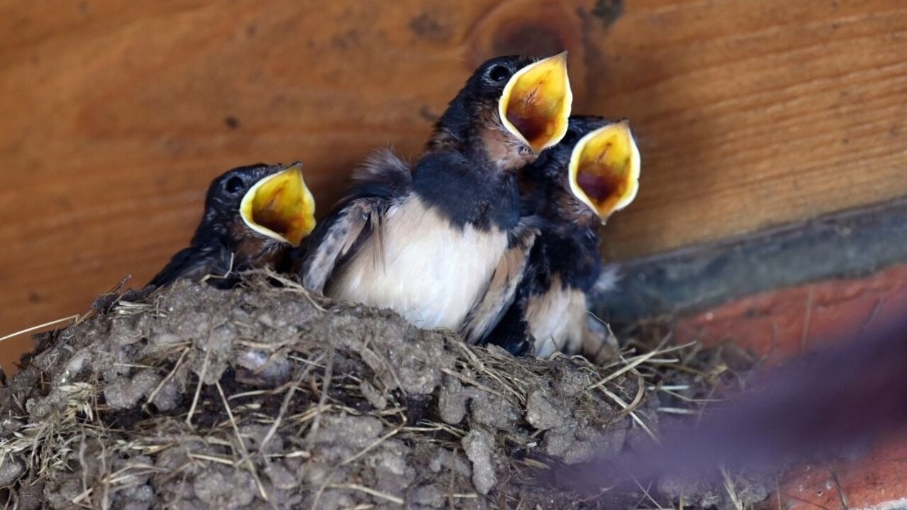 Číňania prahnú po jedle cisárov, ochranári však bijú na poplach