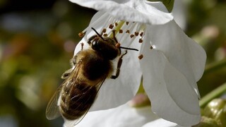 V okolí vodojemov začali chovať včely, tie sú súčasťou experimentu