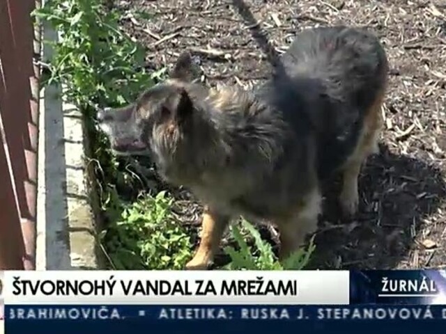 V Levoči chytili štvornohého vandala, ktorý ničil autá