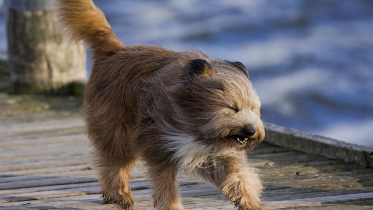 Meteorológovia varujú pred vetrom, môže spôsobiť škody
