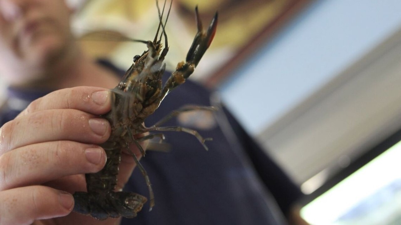 Pri Košiciach chytili Číňanov s vedrami plnými chránených živočíchov