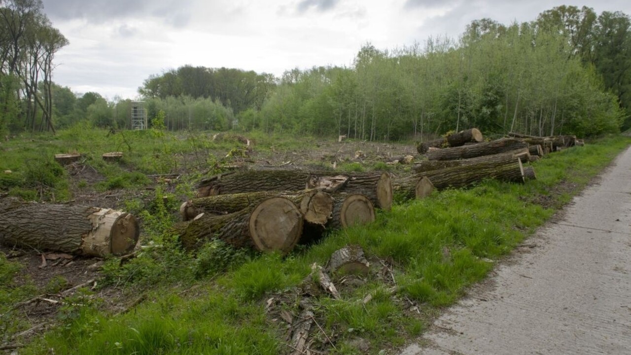 Sihoť les ťažba drevo 1140px (TASR/Michal Svítok)