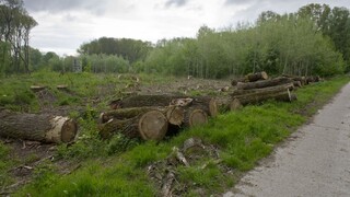 Vlčan vníma znepokojenie okolo ťažby dreva. Chystá sa diskutovať s odborníkmi