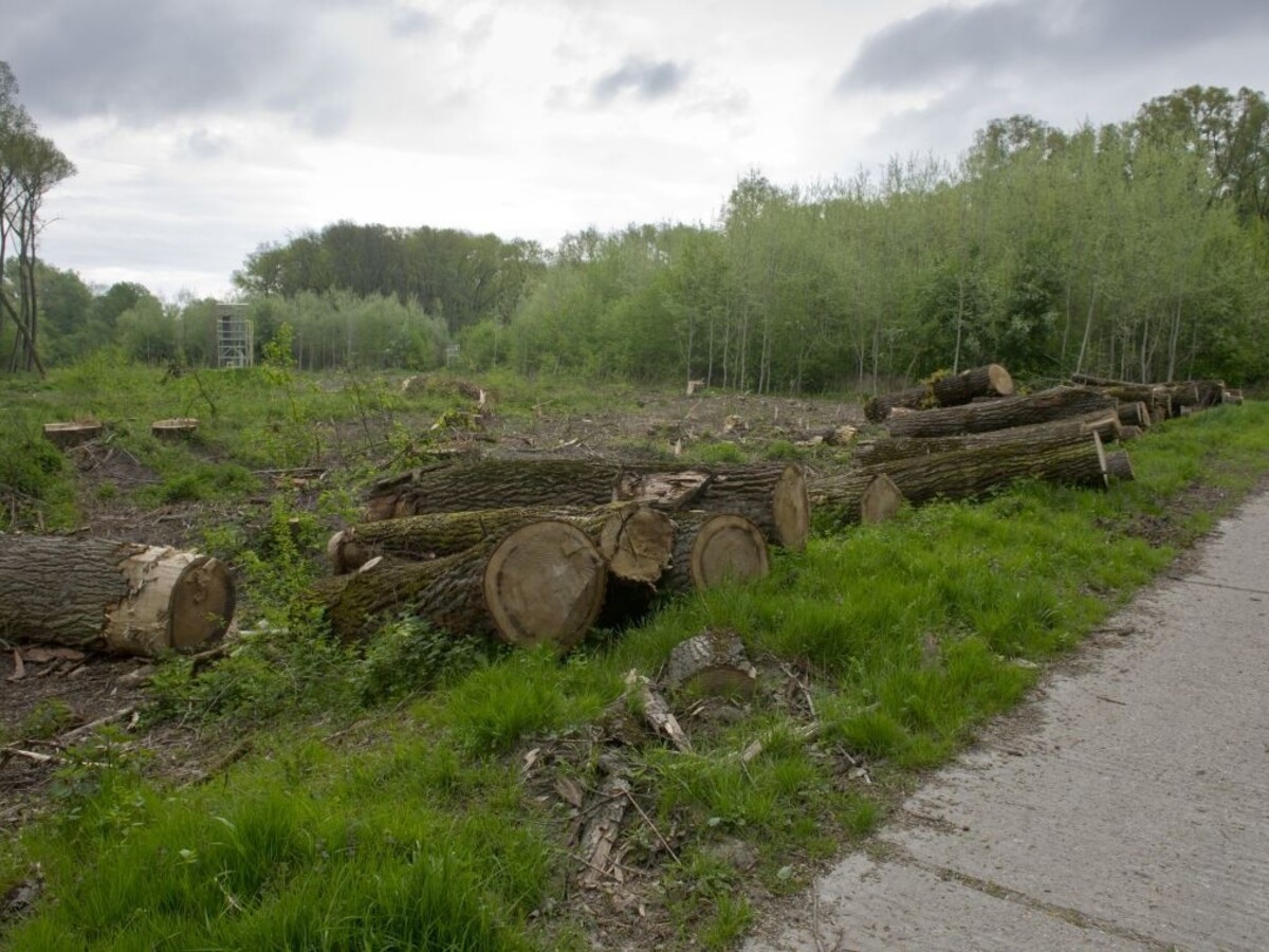 Sihoť les ťažba drevo 1140px (TASR/Michal Svítok)