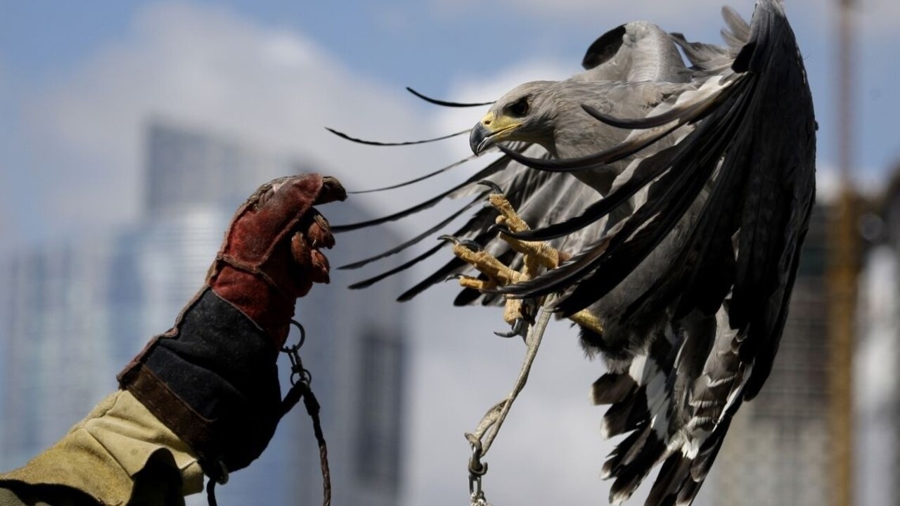 Orol sa pokúsil odniesť chlapca v pazúroch počas sokoliarskej šou