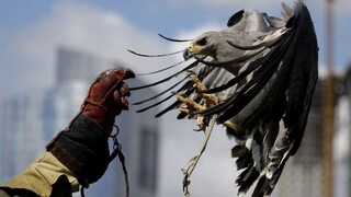 Orol sa pokúsil odniesť chlapca v pazúroch počas sokoliarskej šou