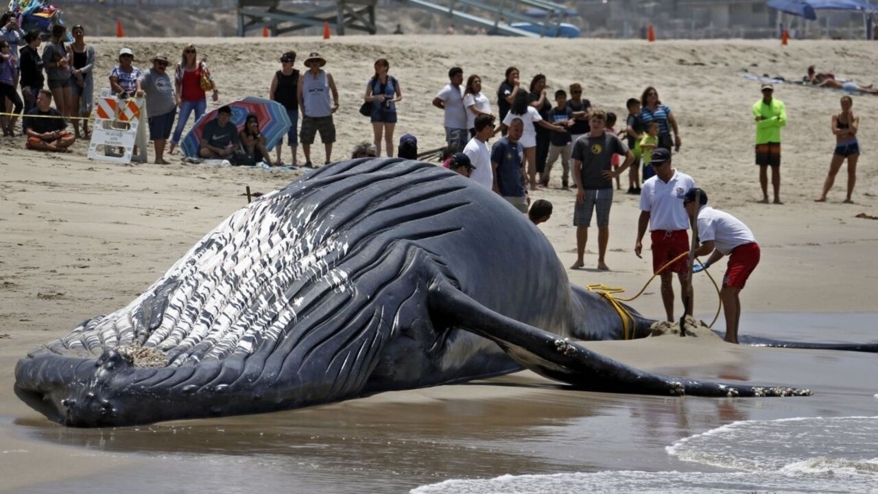 Na pláži našli desiatky veľrýb. Môže za ich smrť červený príliv?