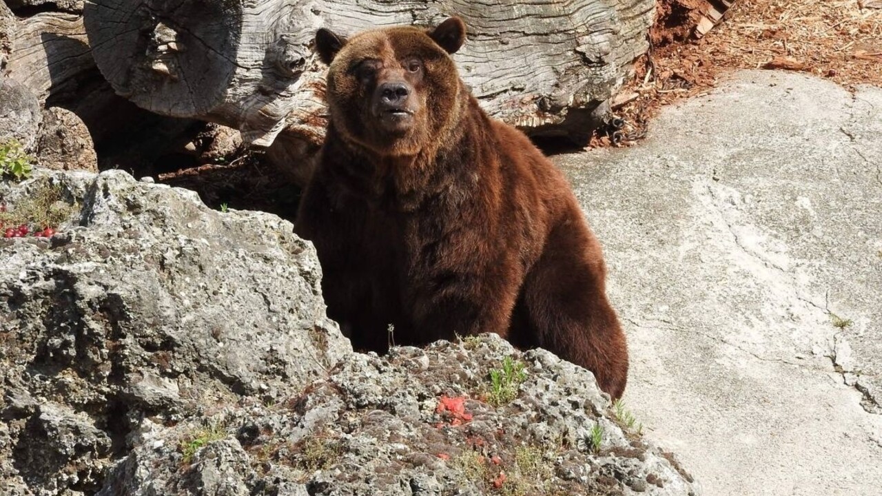 Z výbehu v bojnickej zoo ušiel medveď, napokon ho utratili