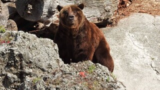 Z výbehu v bojnickej zoo ušiel medveď, napokon ho utratili
