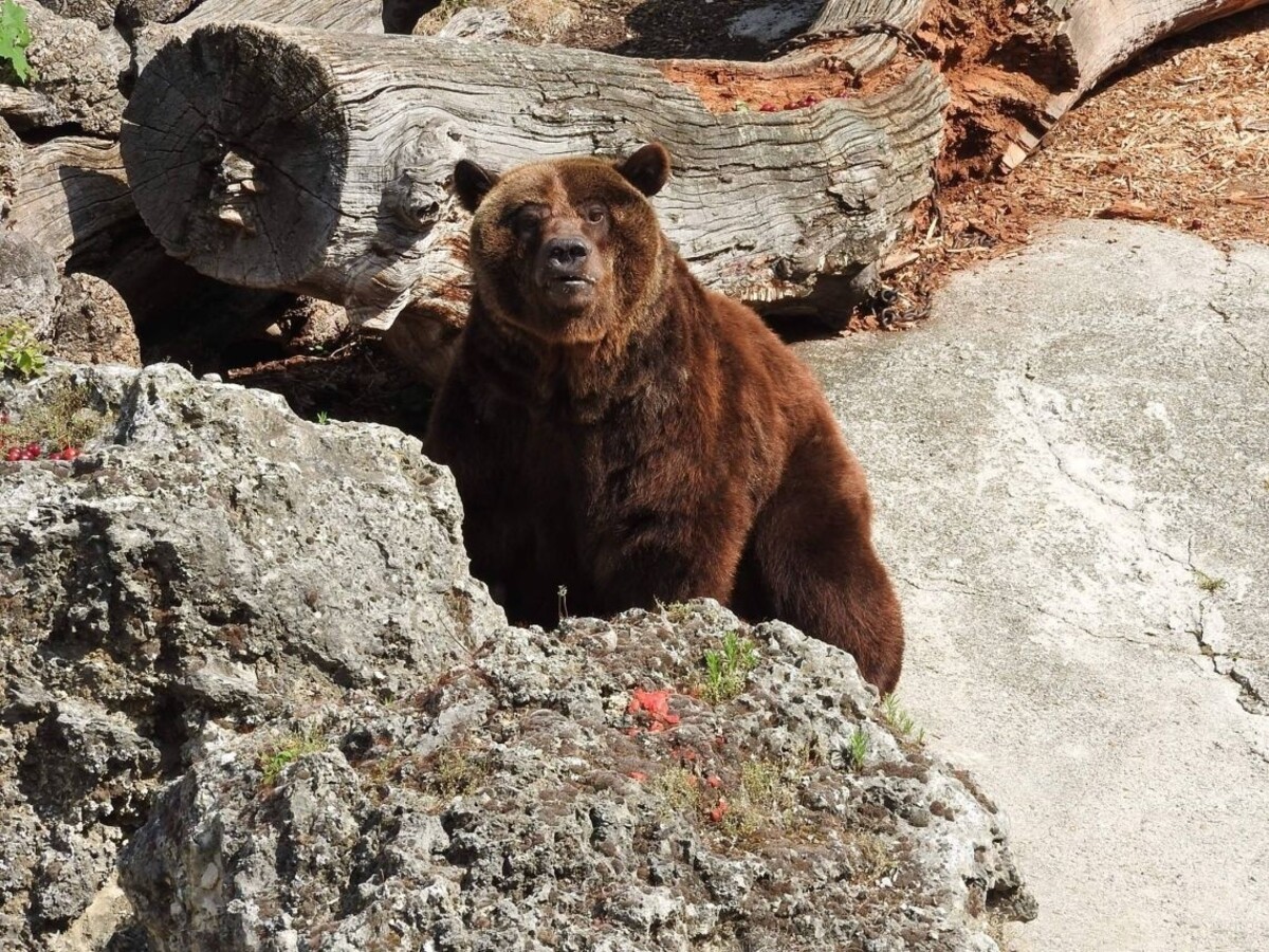 Z výbehu v bojnickej zoo ušiel medveď, napokon ho utratili