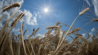 Obavy z globálneho nedostatku pšenice rastú. Jej ceny vyleteli na najvyššiu úroveň od roku 2008