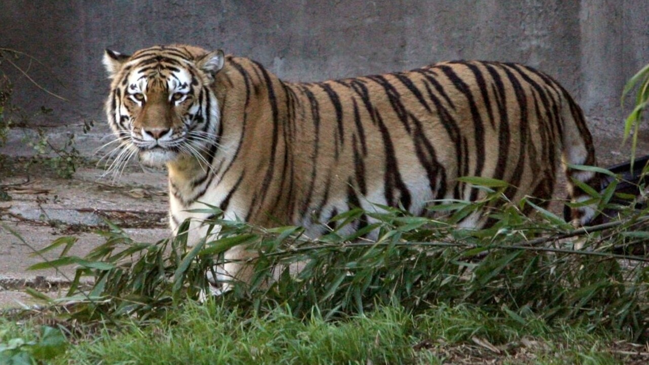 Tragédia v čínskom safari parku: Žena neprežila útok šelmy