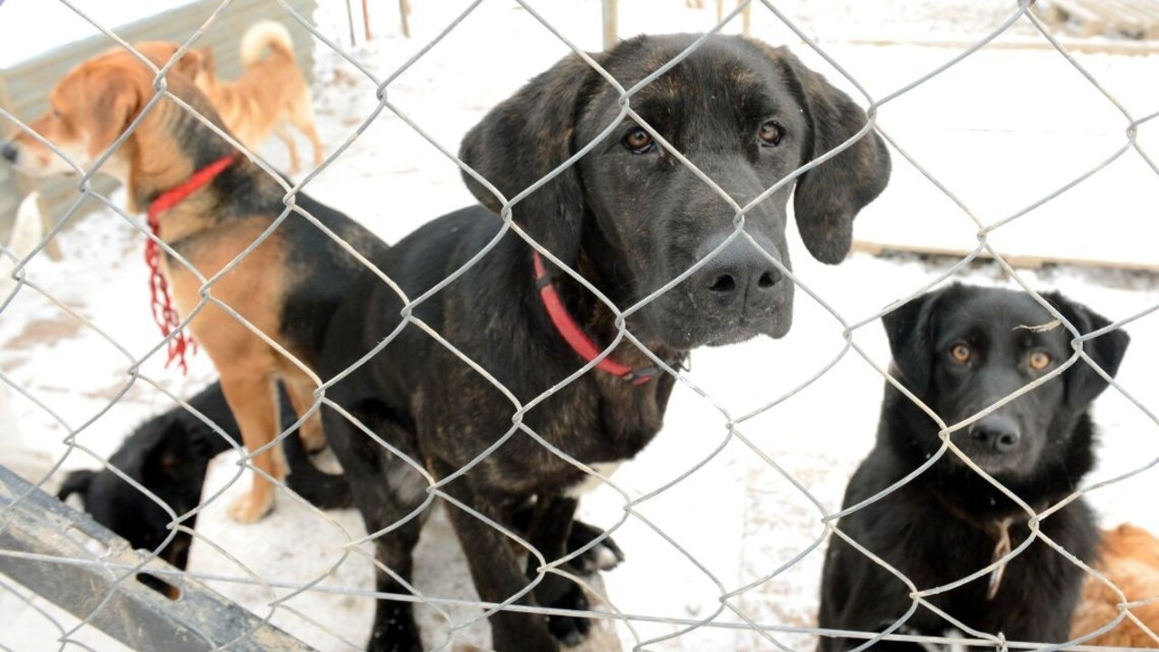 pes útulok 1140 px (TASR/František Iván)