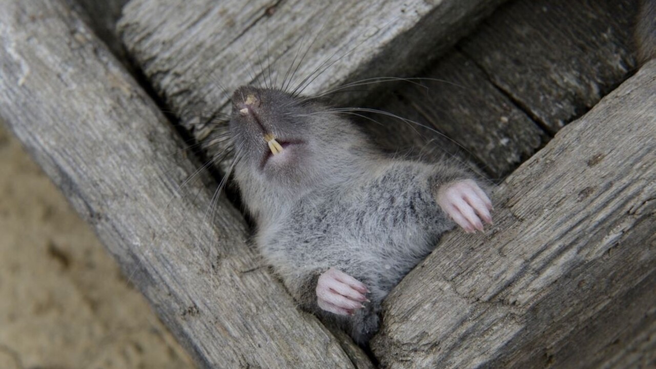 Nový Zéland sa zbaví zvieracích prisťahovalcov, potkanom sa kráti čas