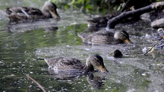 Z bratislavského lesoparku zmizol život, dve jazerá ostali bez vody