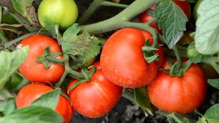 paradajky zelenina záhrada ilu 1140 px (TASR/Štefan Puškáš)