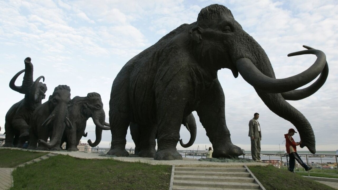 Vedci zistili, ako na ďalekom severe zahynuli posledné mamuty