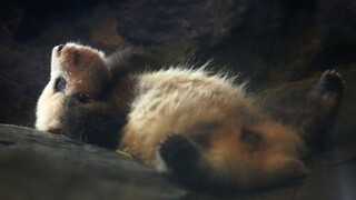 Vo viedenskej zoo sa narodilo vzácne mláďa pandy veľkej