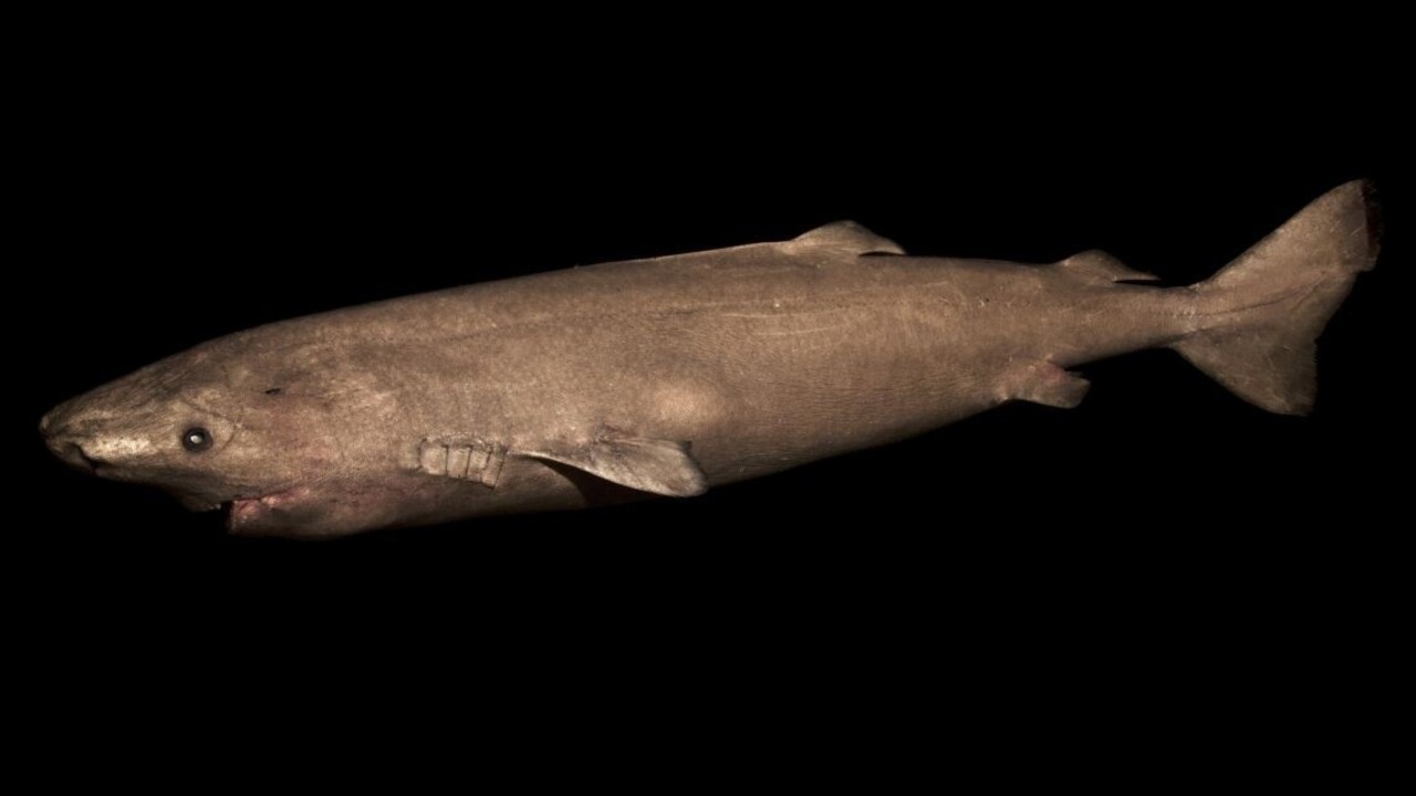 Vody Grónska brázdil 400-ročný žralok. Staršieho stavovca nepoznáme